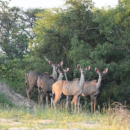 Ngangane Lodge & Reserve Франсистаун Екстериор снимка