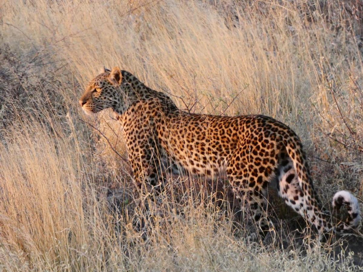 Ngangane Lodge & Reserve Франсистаун Екстериор снимка