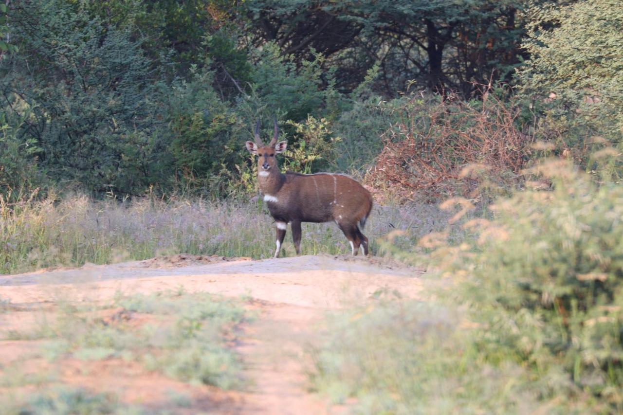 Ngangane Lodge & Reserve Франсистаун Екстериор снимка