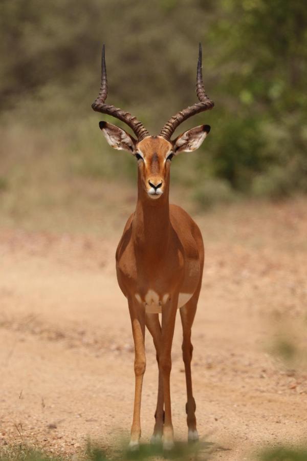 Ngangane Lodge & Reserve Франсистаун Екстериор снимка