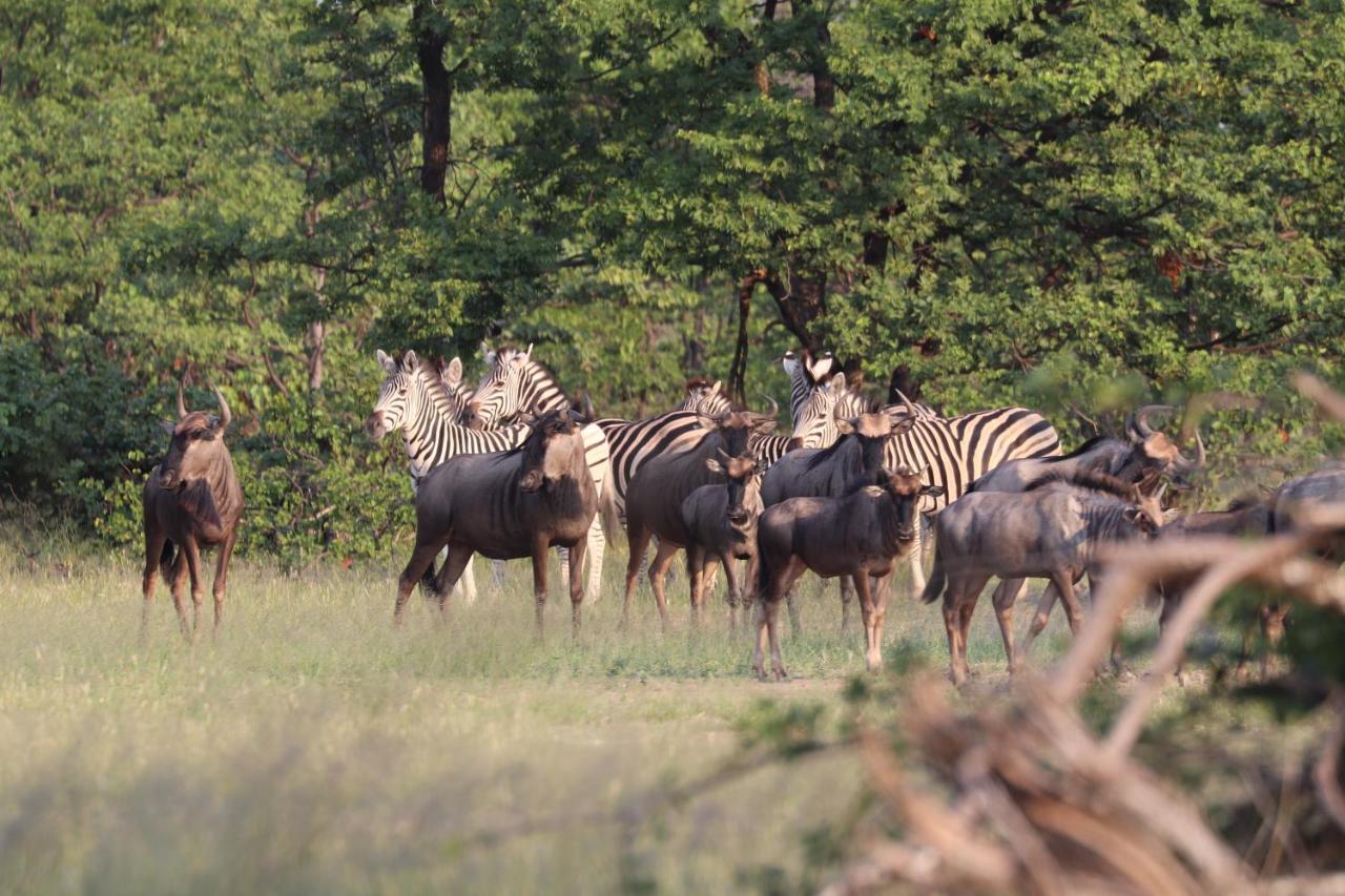 Ngangane Lodge & Reserve Франсистаун Екстериор снимка