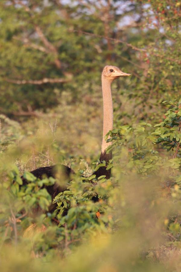 Ngangane Lodge & Reserve Франсистаун Екстериор снимка