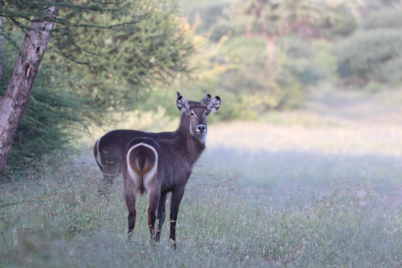 Ngangane Lodge & Reserve Франсистаун Екстериор снимка