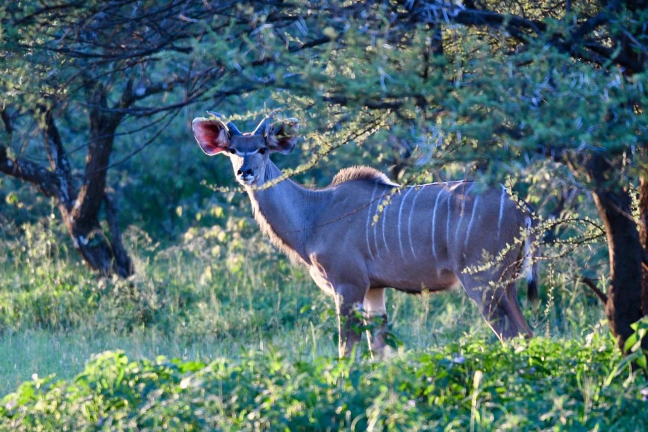 Ngangane Lodge & Reserve Франсистаун Екстериор снимка